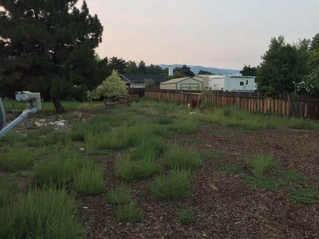 Before: a back lot covered in weeds