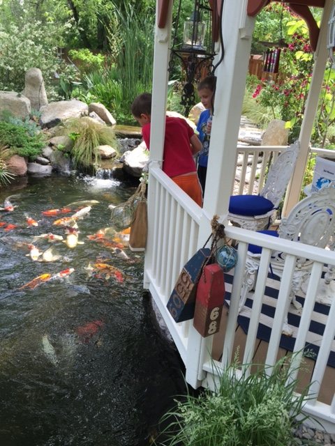 Koi gathering at the edge of a pond beside a white gazebo