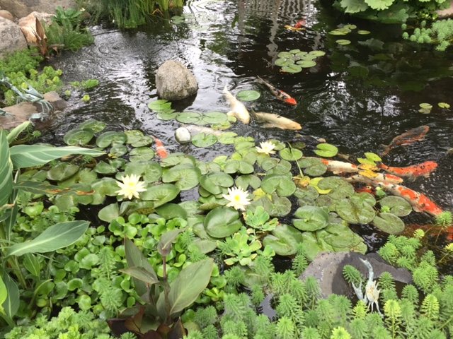 Koi swimming under lily pads and white water lilies
