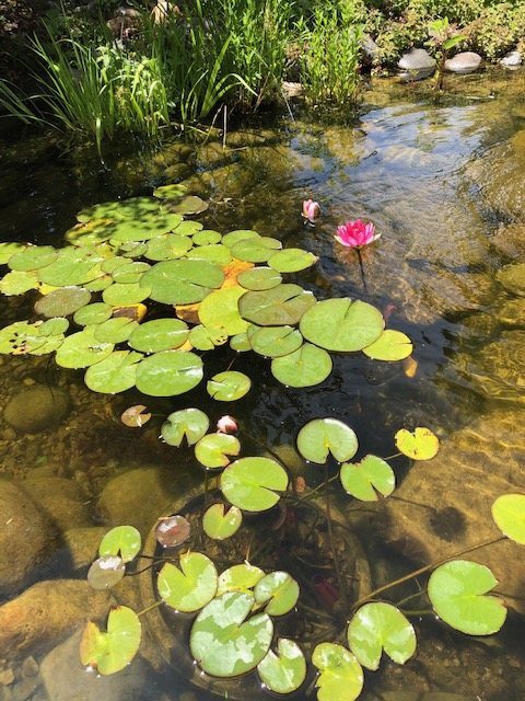 Lily pads and a pink water lily floating on clear water over stones