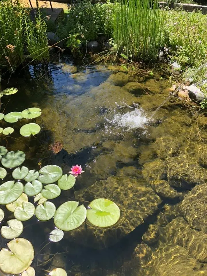 Lily pads and a pink water lily on a clear pond with a bubbling fountain